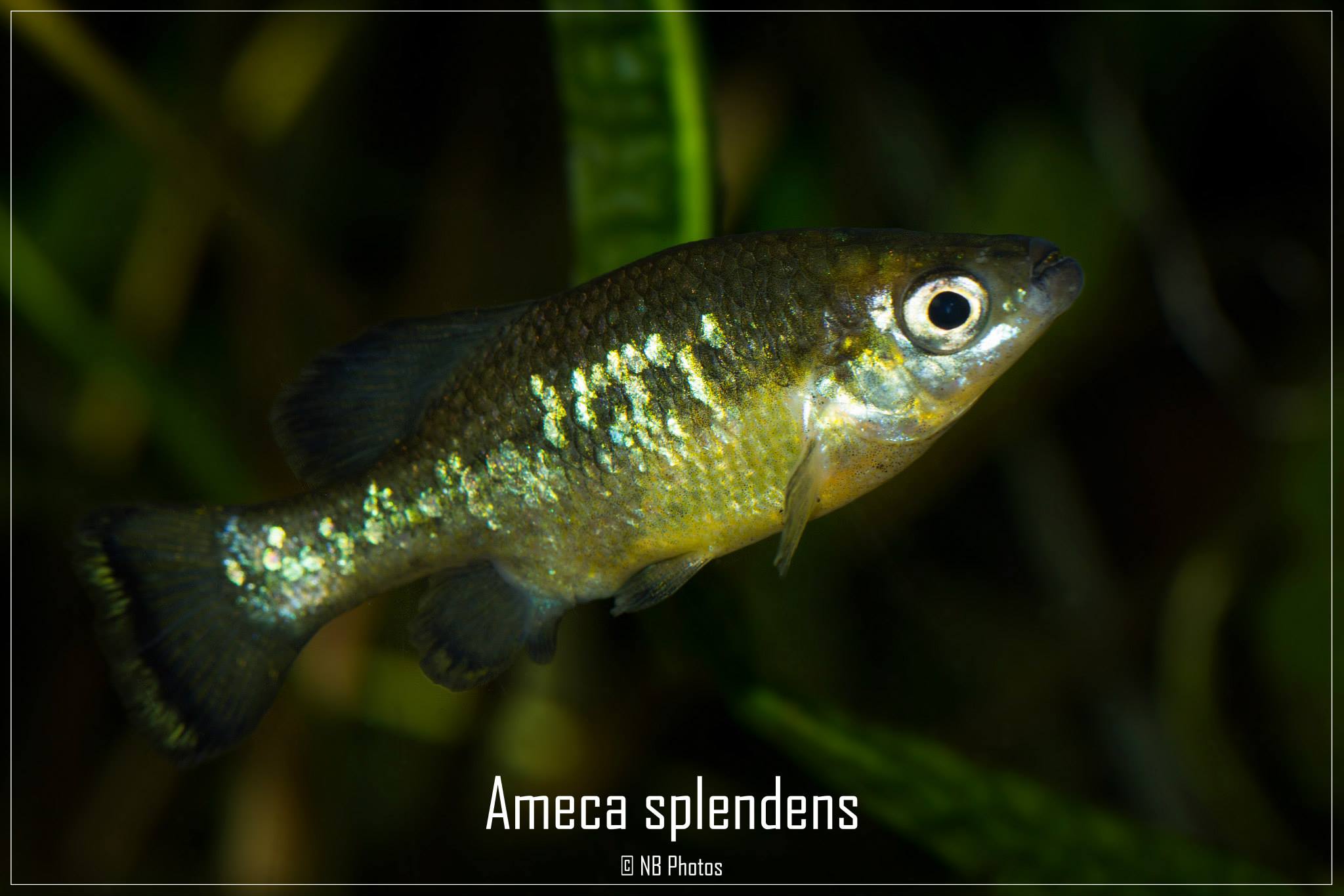 Ameca Insect L’aquariophilie en Aquitaine