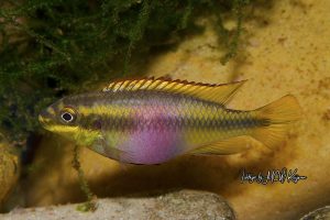 Lire la suite à propos de l’article Pelvicachromis pulcher
