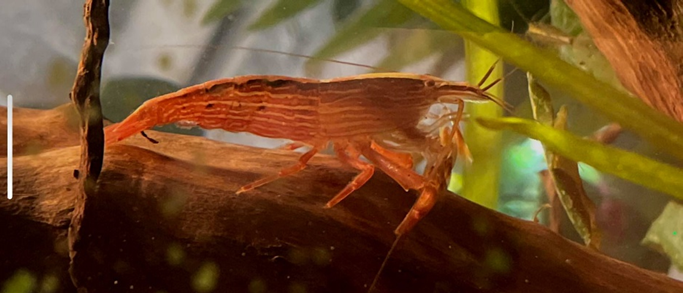 Lire la suite à propos de l’article Mes crevettes bambou