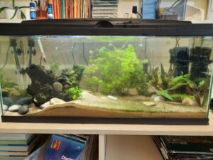 Lire la suite à propos de l’article Un aquarium à l’école Jean Jaurès de Villenave d’Ornon