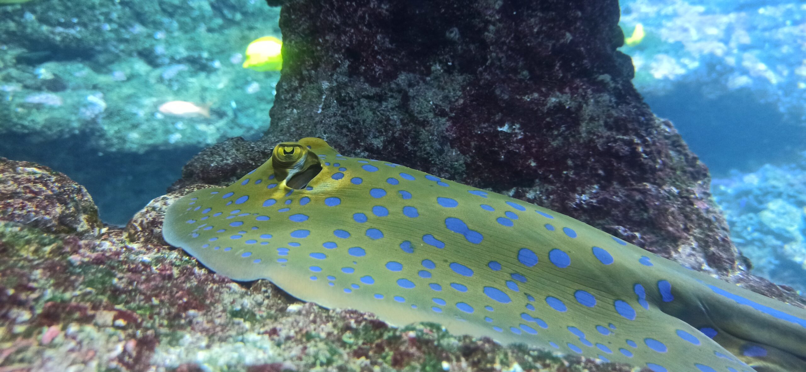 Lire la suite à propos de l’article Protégé : Visite de l’aquarium de Biarritz – Avril 2025