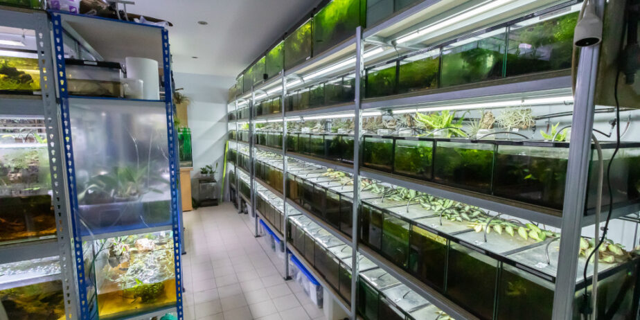 Lots d’aquariums 18 et 20 litres pour étagères