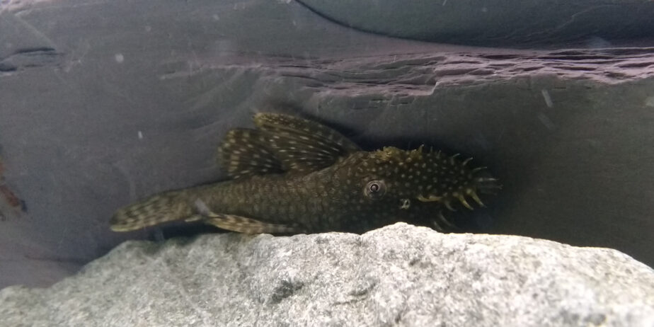 Ancistrus dolichopterus
