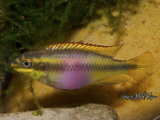 Pelvicachromis-pulcher-Ndonga-female1