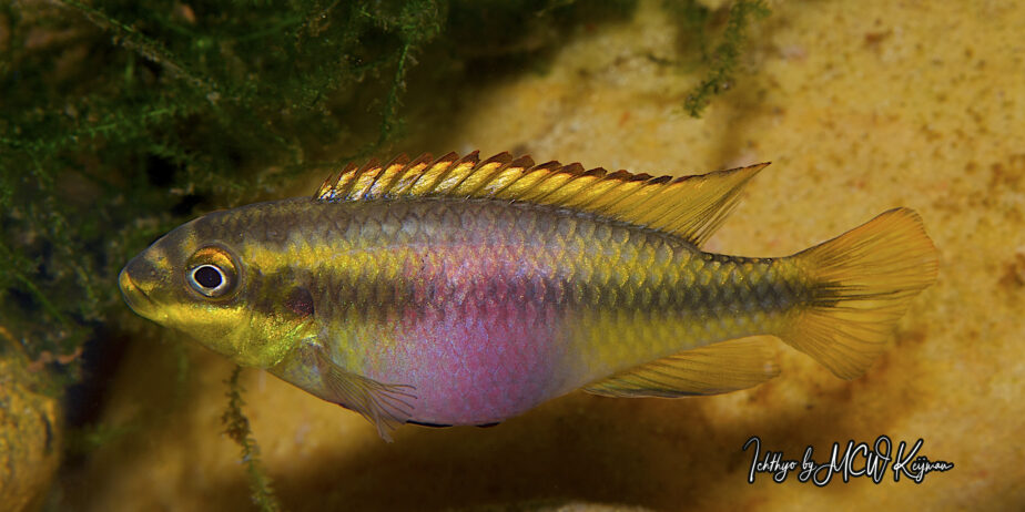 Pelvicachromis pulcher