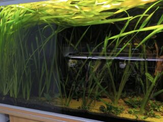 Vallisneria