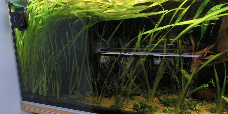 Vallisneria gigantea