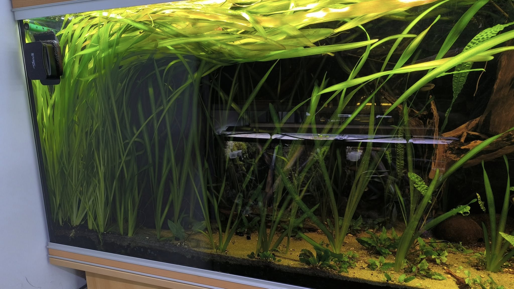 Vallisneria gigantea