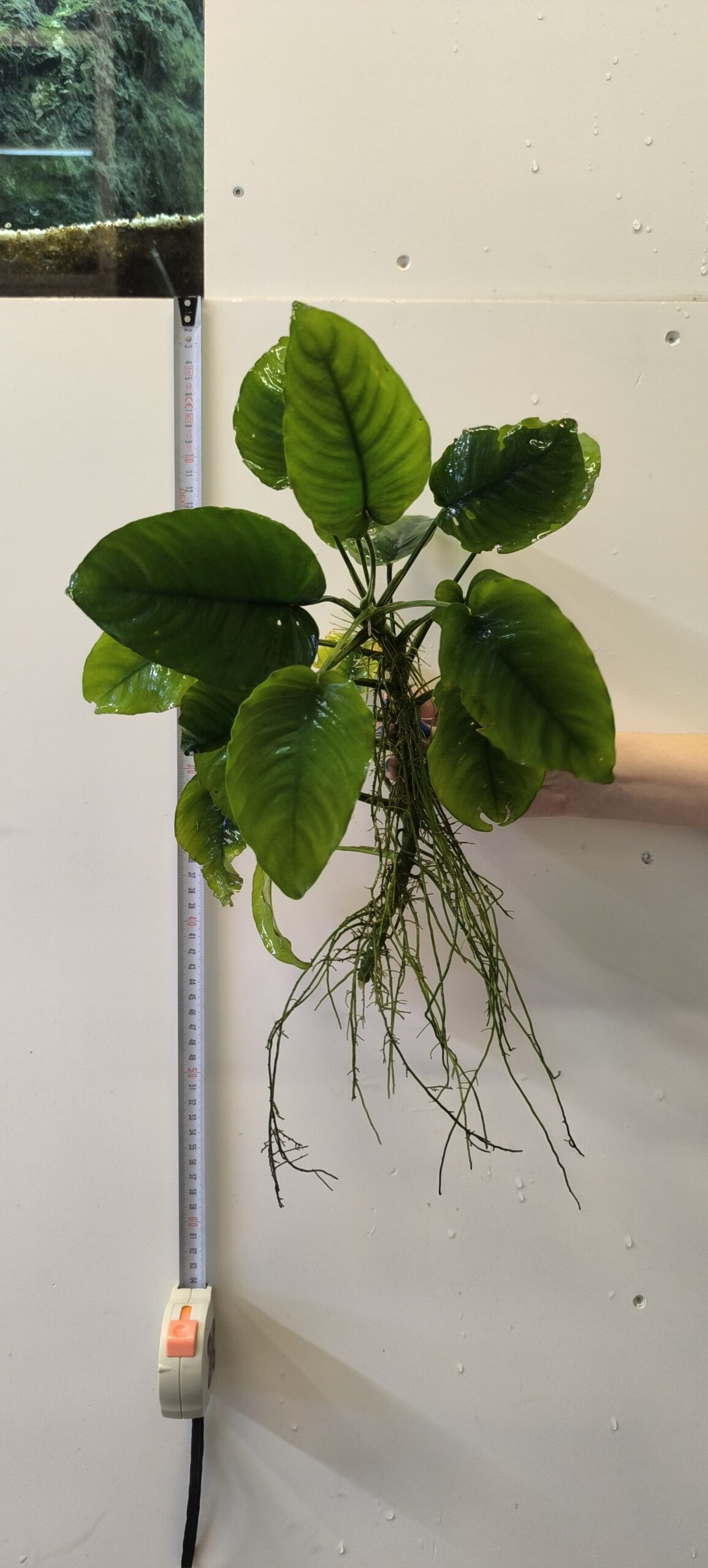 Anubia barteri XL