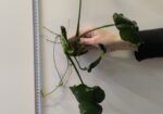 Anubia barteri M